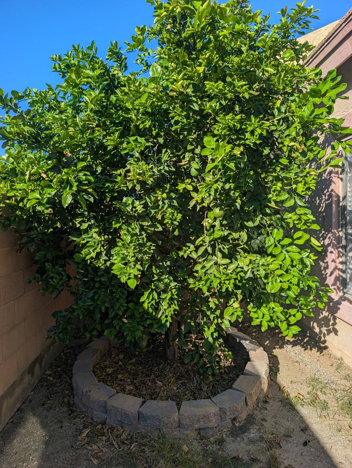 Mature citrus tree in the backyard